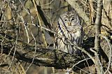 Barred Owl